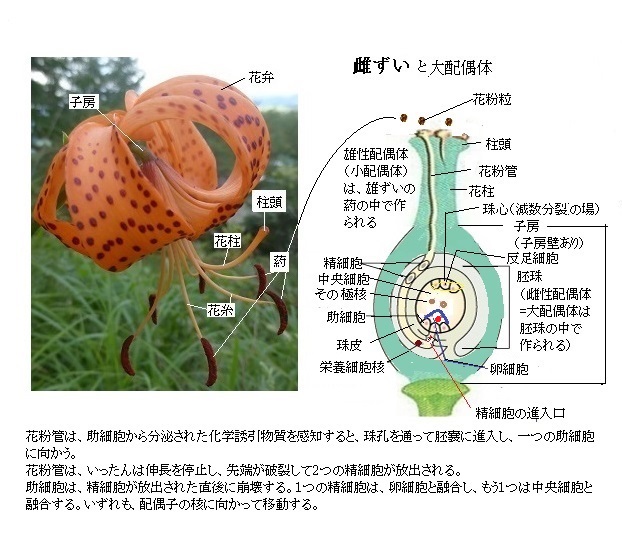 車山高原レア メモリーが語る 花粉の形成と受精